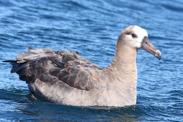 Black-footed Albatross